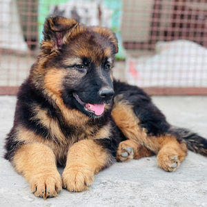 Meet your Posher, Donkywale